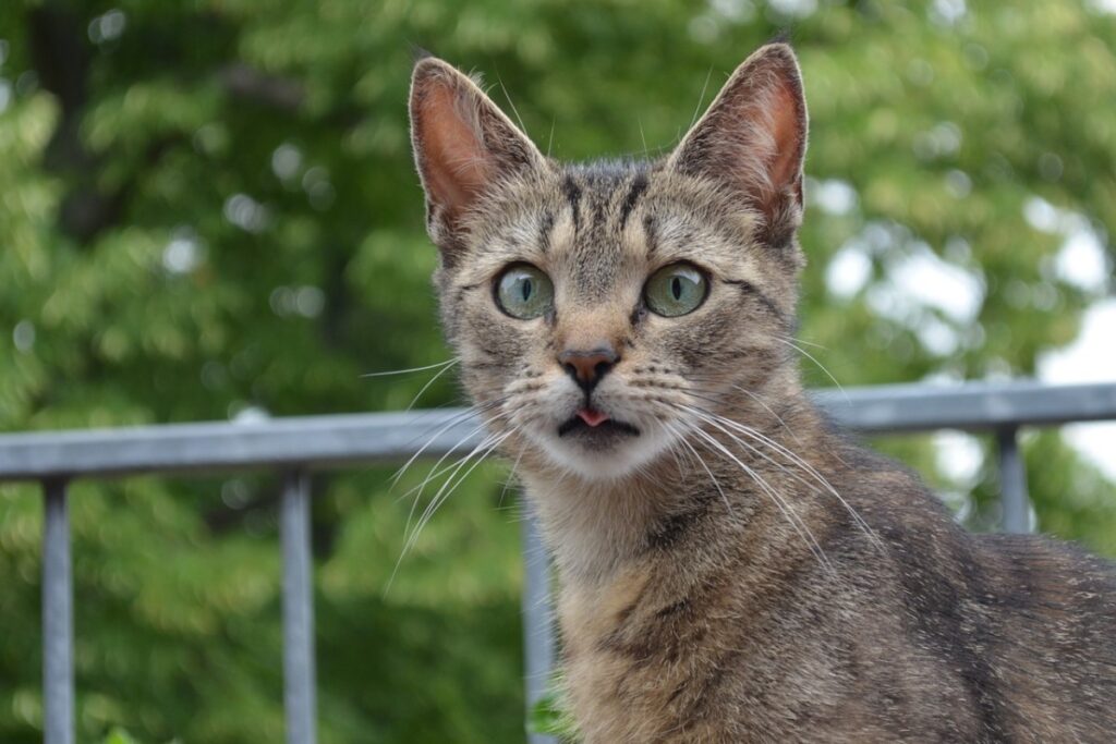 gatto con la lingua di fuori