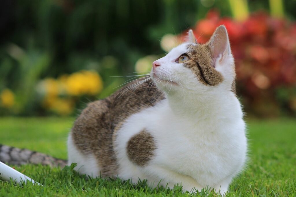 gatto in giardino