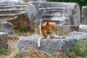 Perché il gatto mi lecca sempre e non vuole fermarsi?