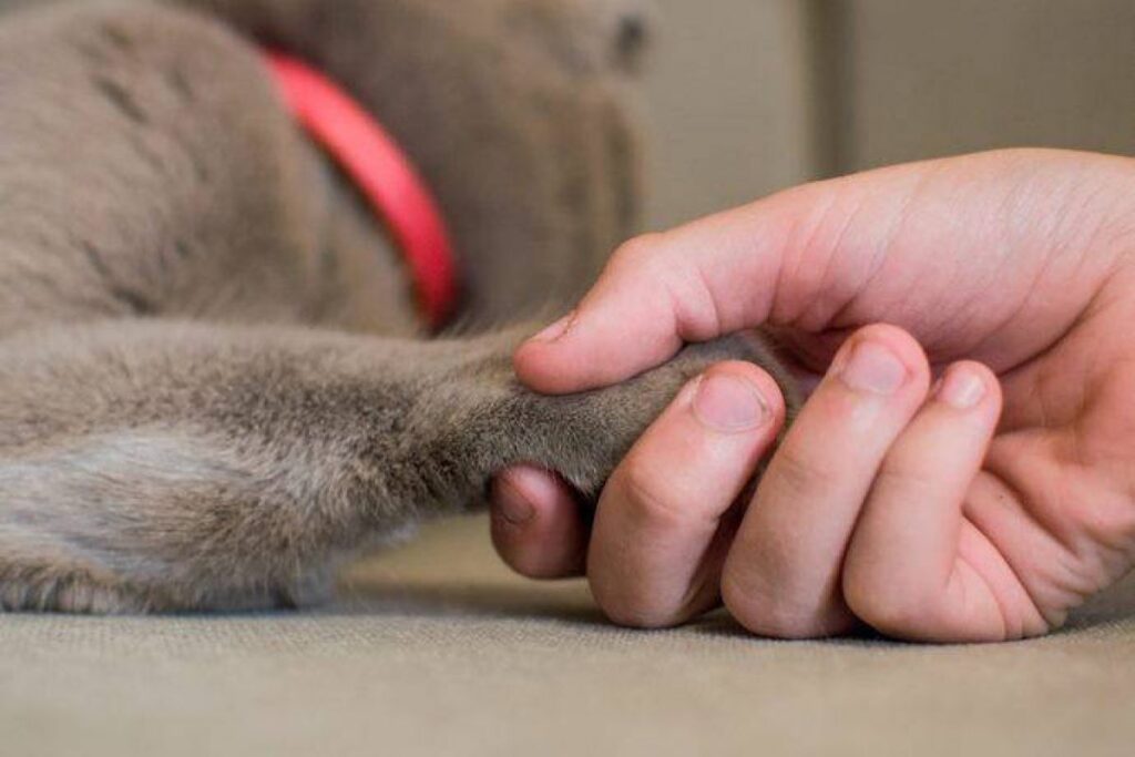 tenere la zampa del gatto