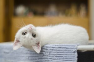 gatto bianco sottosopra