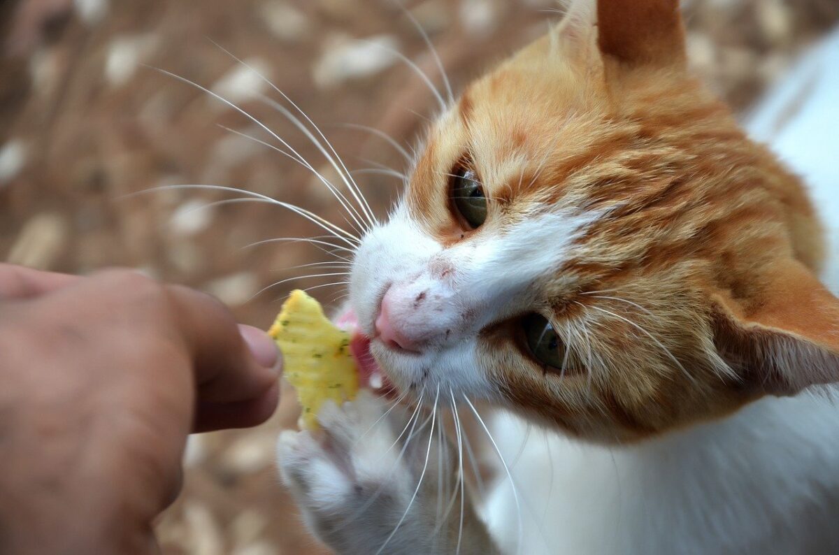 gatto assaggia una patatina