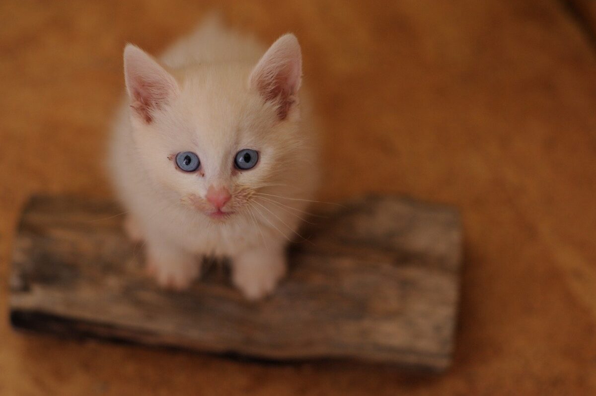 gatto cucciolo