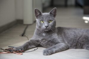 Il gatto può restare solo se andiamo in vacanza?