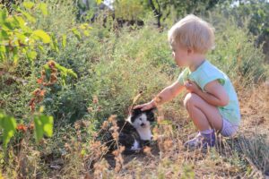 Un gatto salva un bambino che rischiava di essere sbranato da un cane (VIDEO)