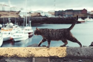 Gatto in mare: il salvataggio di un povero gattino che rischiava di affogare nell’acqua gelida (VIDEO)