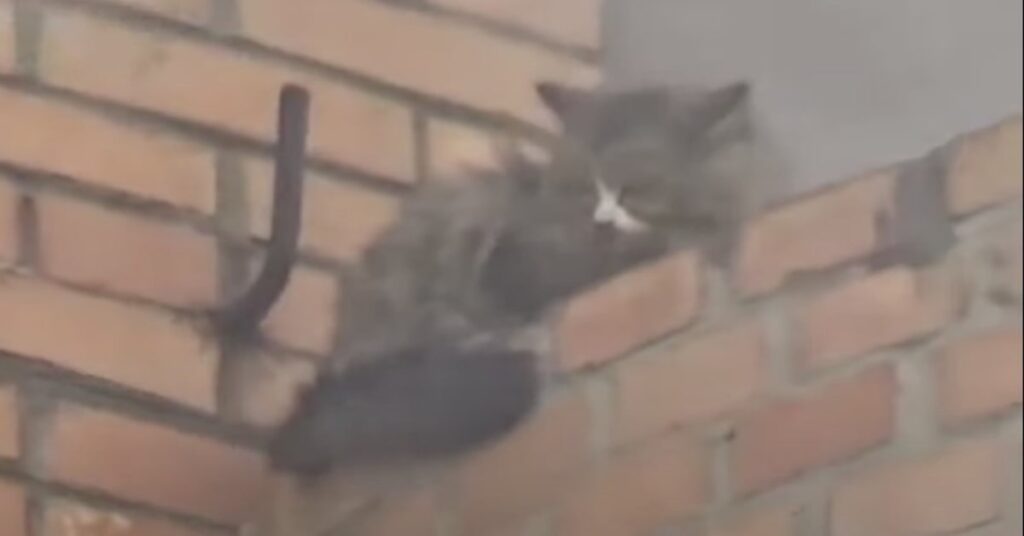 gatto sul davanzale di edificio in fumo