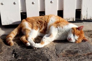 Rogo in una ditta: i vigili del fuoco salvano un gatto (VIDEO)