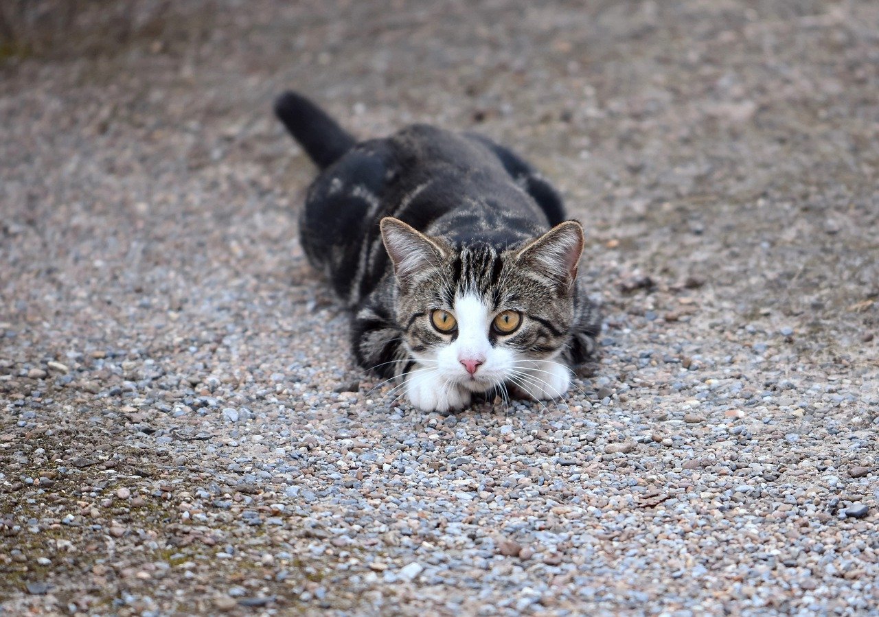 gatto pronto per l'agguato