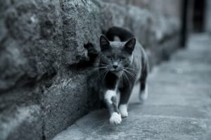 Perché il gatto scatta all’improvviso e corre ovunque?