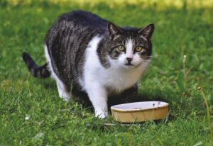 Come mai il gatto gratta vicino al cibo?