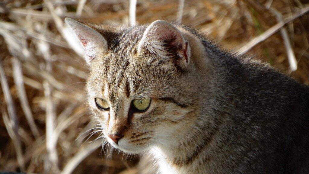 gatto occhi osserva