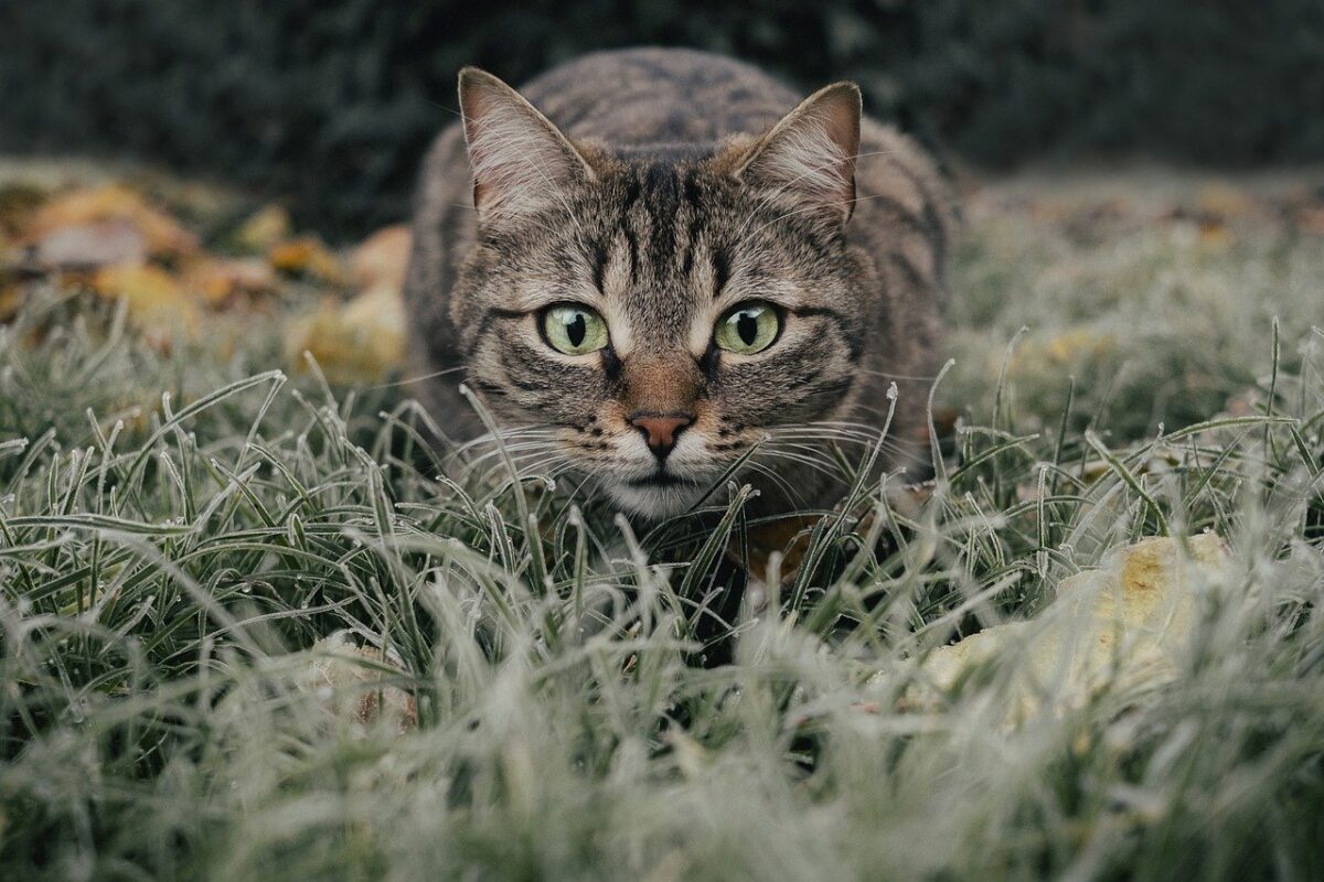 gatto in agguato