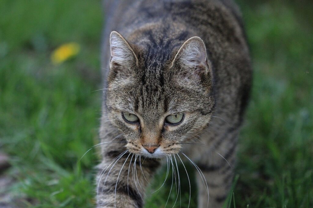 Gatto Soriano: 6 fatti curiosi su di lui che forse non conoscevi