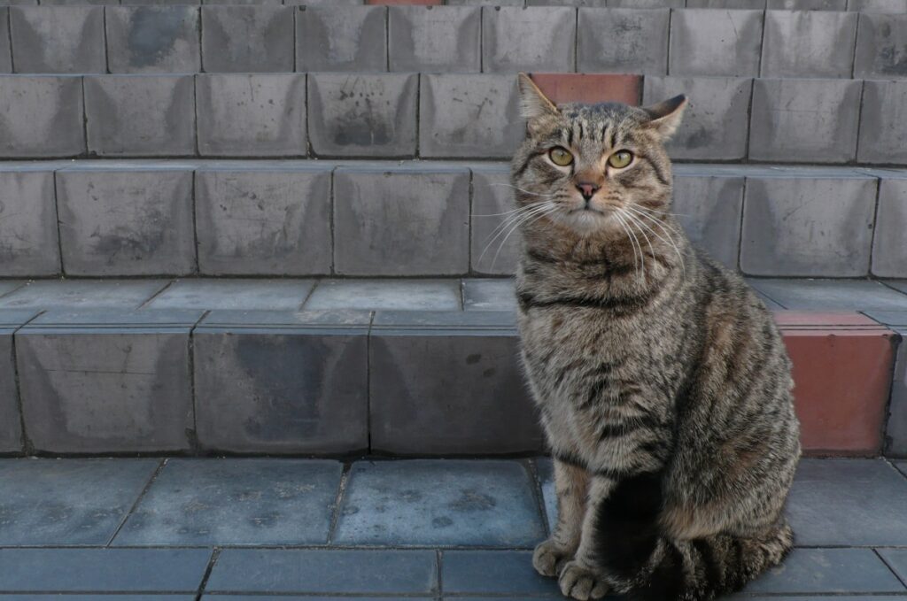 gatto adorabile micio