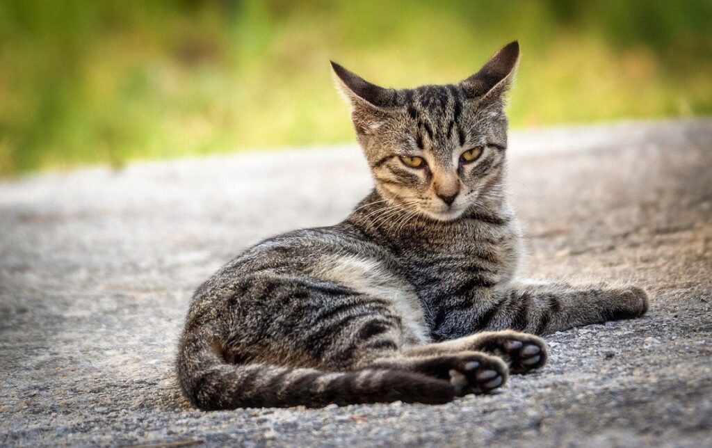 gatto asfalto seduto