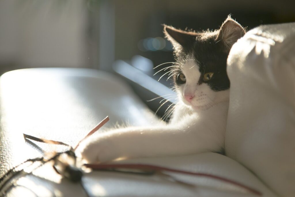 gatto bianco e nero gioca sul divano