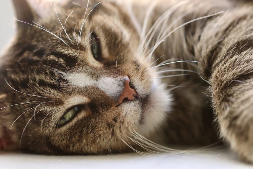 gatto che dorme disteso su un fianco