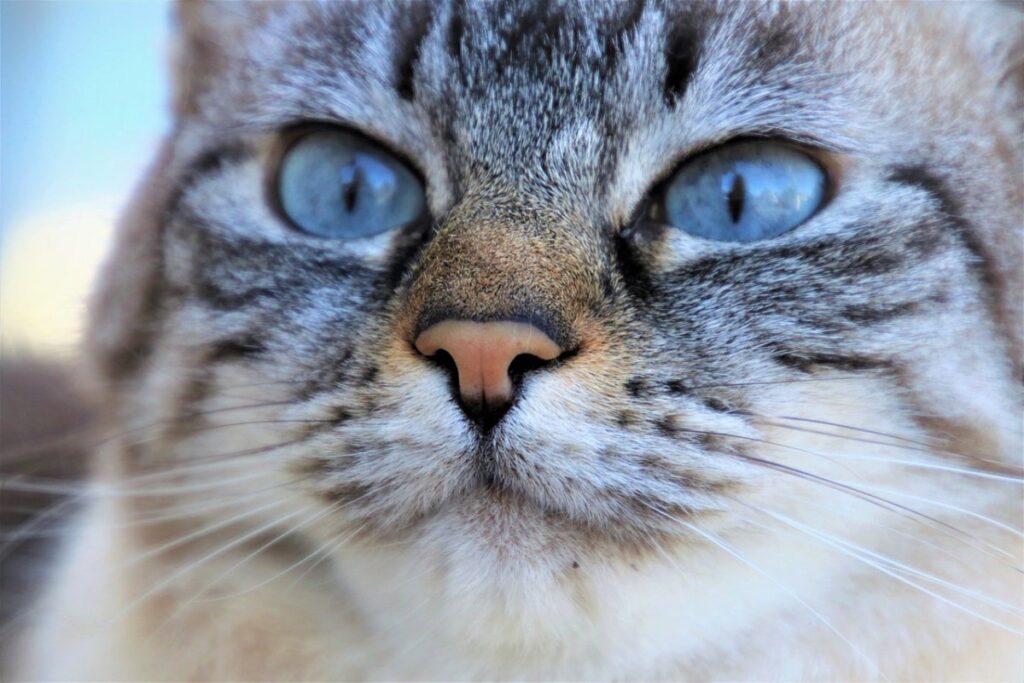 gatto con gli occhi azzurri