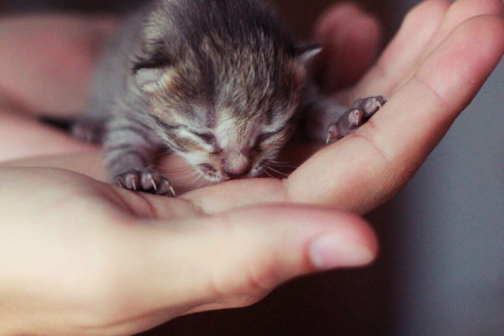 gattino che sta in una mano