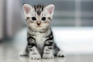 Cosa devo fare se ho trovato un gattino?