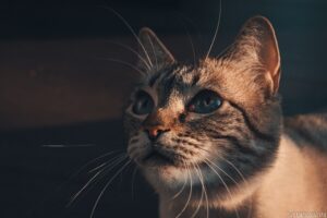 I 5 modi in cui il tuo gatto può salvarti la vita