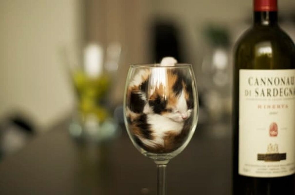 gatto vino bottiglia