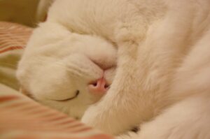 I gatti possono dormire ovunque: 8 bizzarre foto capaci di confermarlo