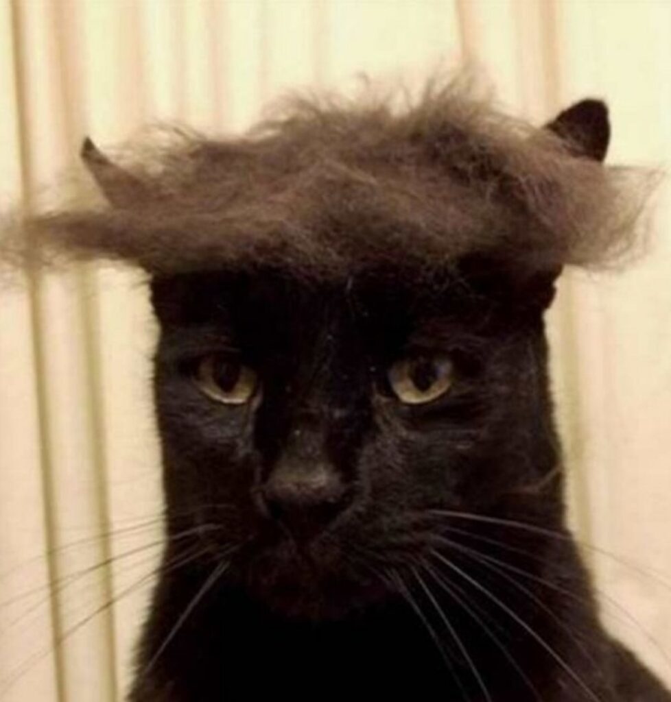 felino buffi capelli