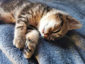 Il gatto dorme tutto il giorno: 5 principali motivi