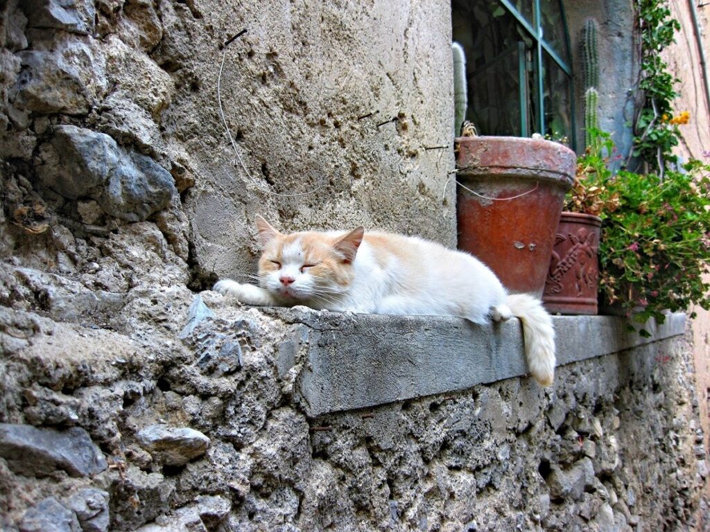 gatto bianco arancione