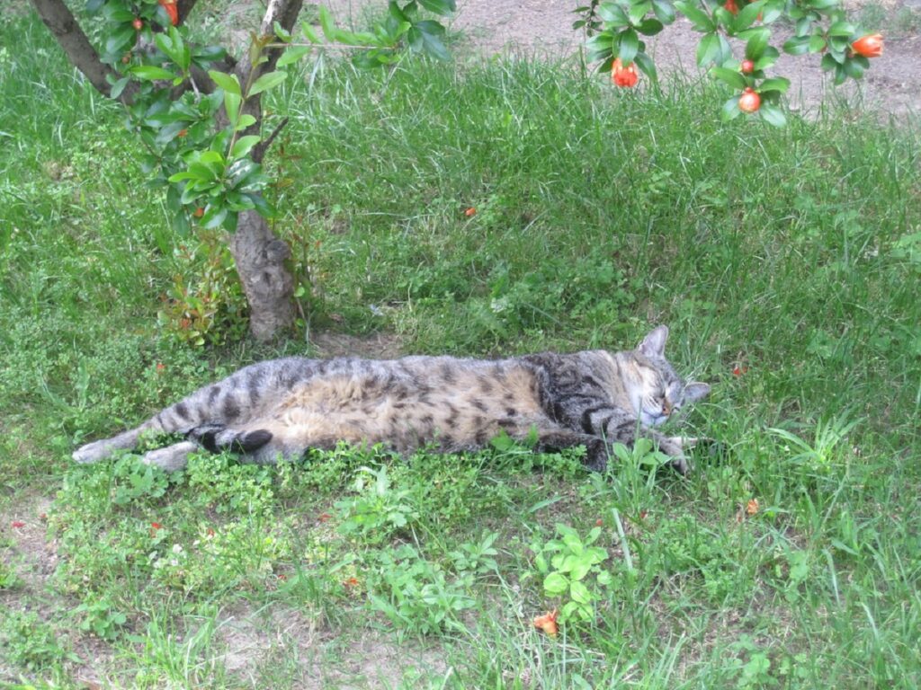 gatto tigrato giardino