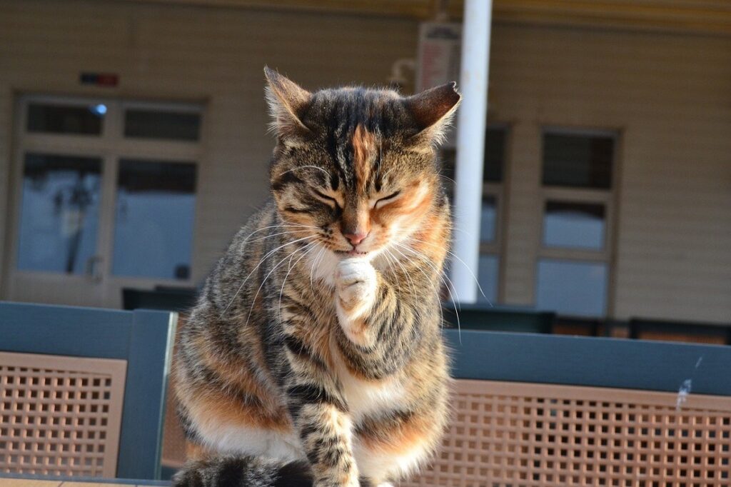 gatto pelo pulizia