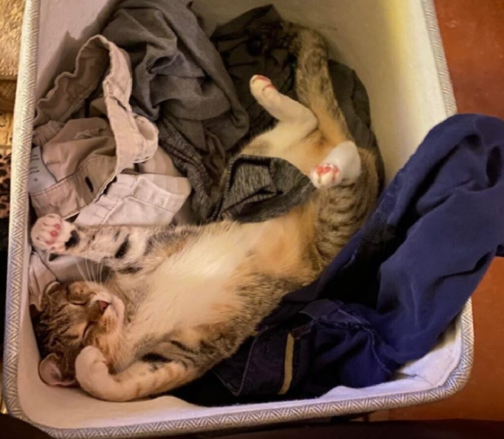 gatto vuole essere lavato vestiti