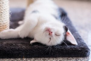 Il tuo lavoro termina adesso! 8 foto di gatti che vietano di lavorare ai proprietari