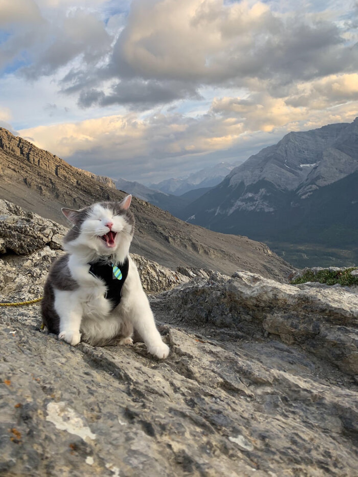 gatto montagna