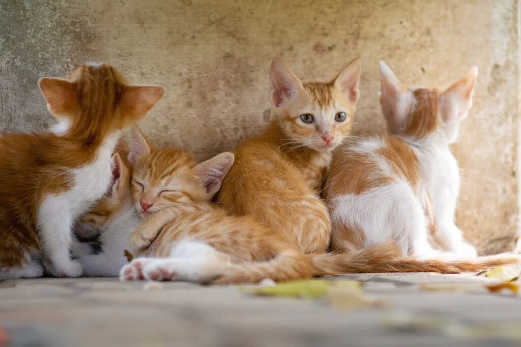 cuccioli di gatto arancioni