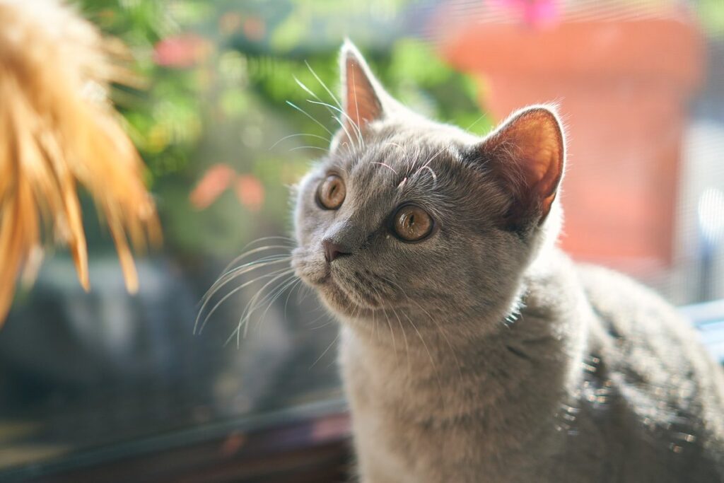 gatto persiano grigio