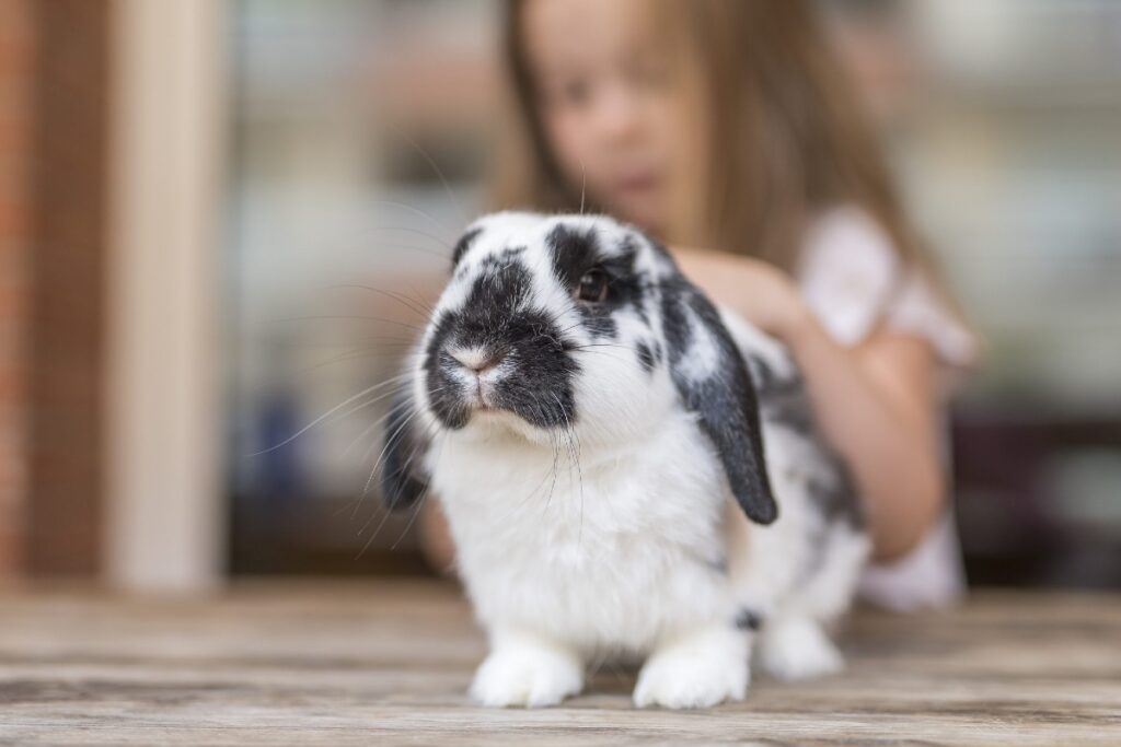 coniglio e bimba