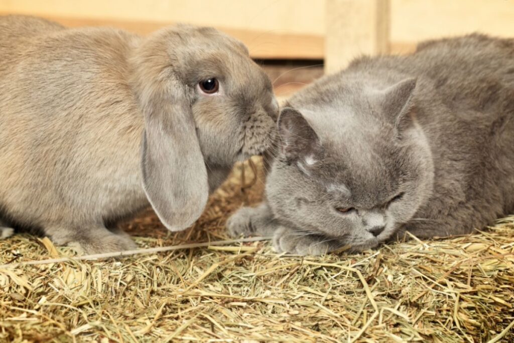 gatto grigio e coniglio