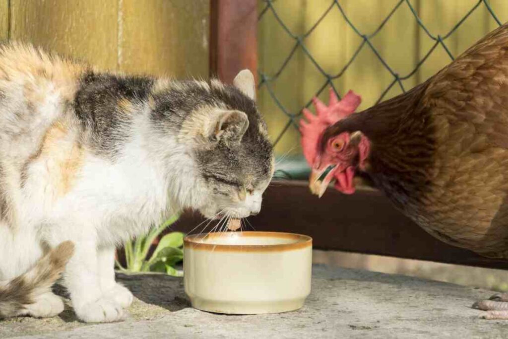 gatto e gallina mangiano insieme