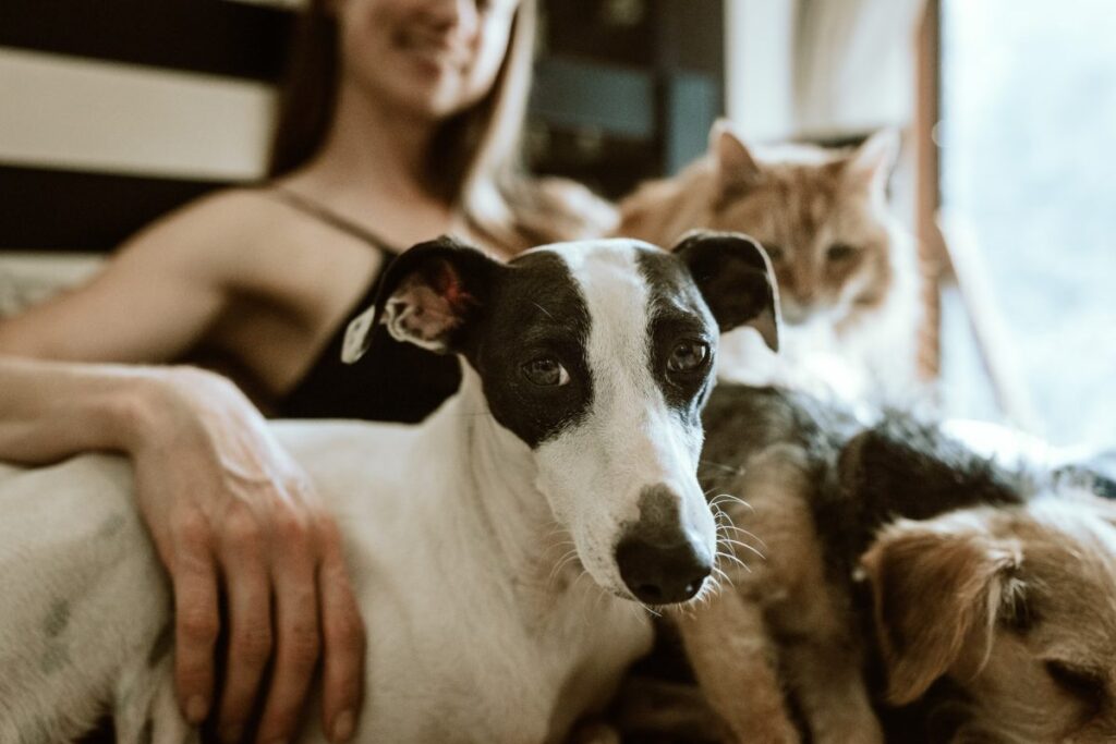 ragazza abbraccia il cane e il gatto