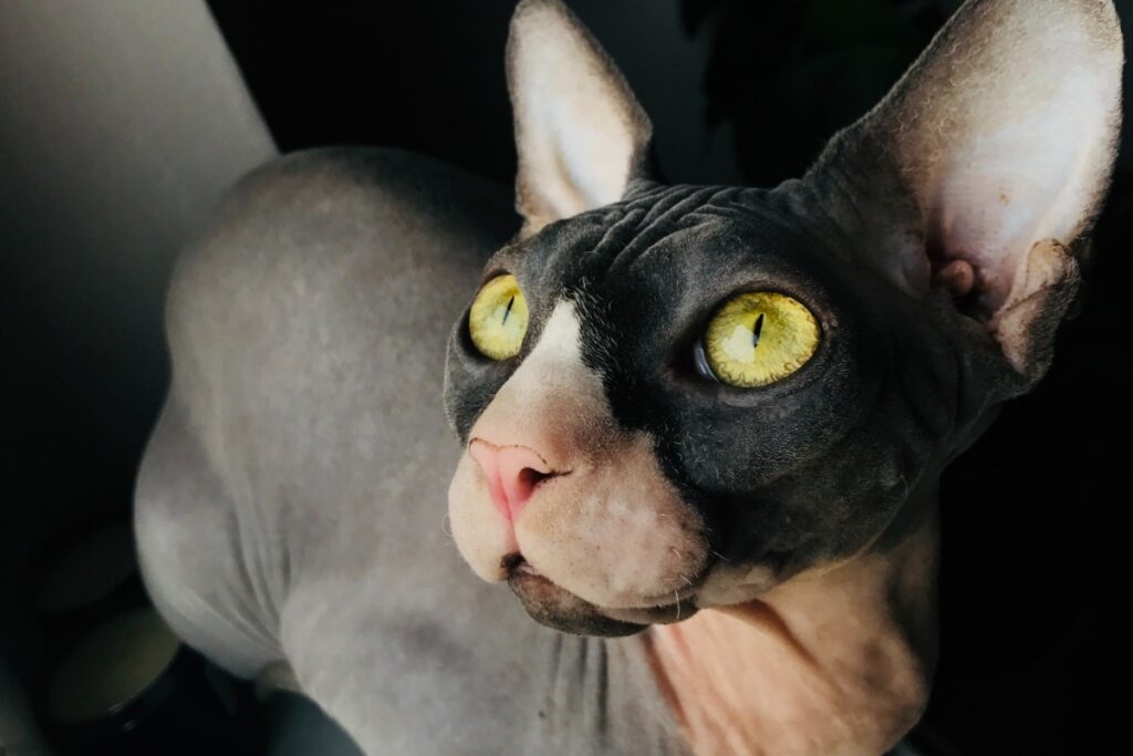 gatto sphynx con gli occhi gialli