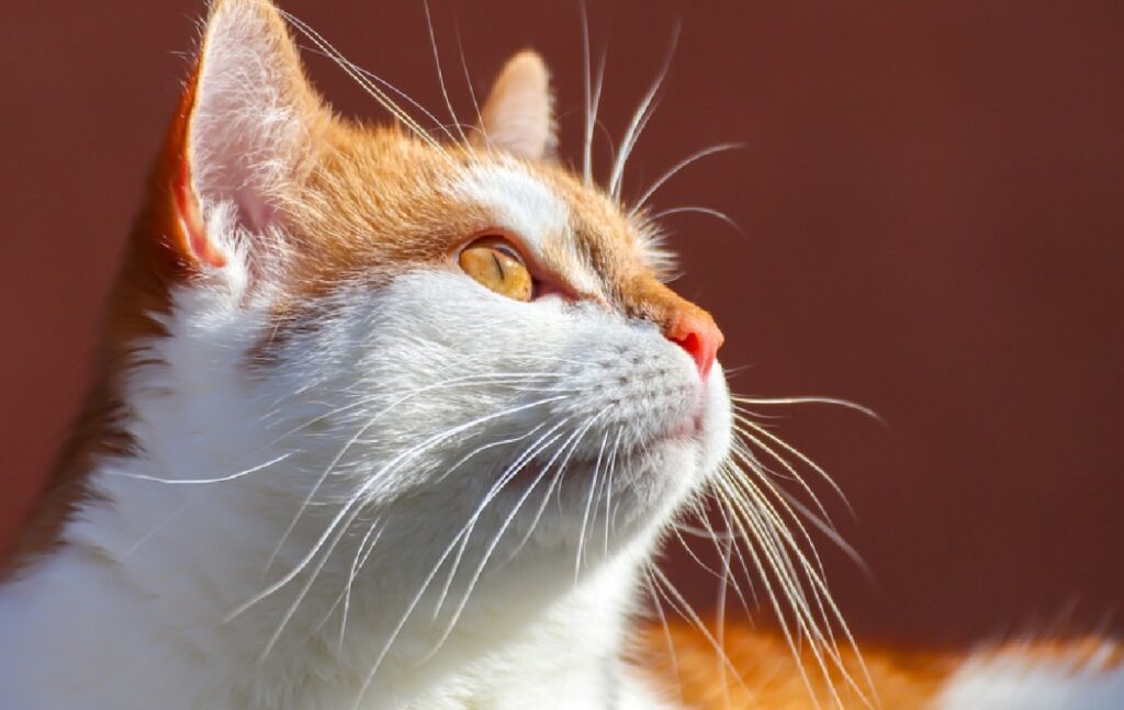 gatto sole sul viso bianco