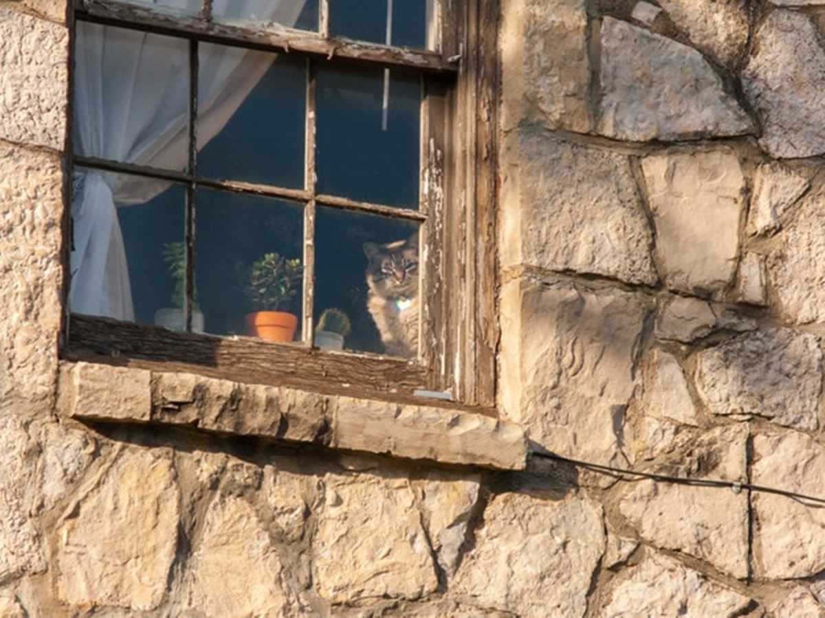 gatto guarda dalla finestra