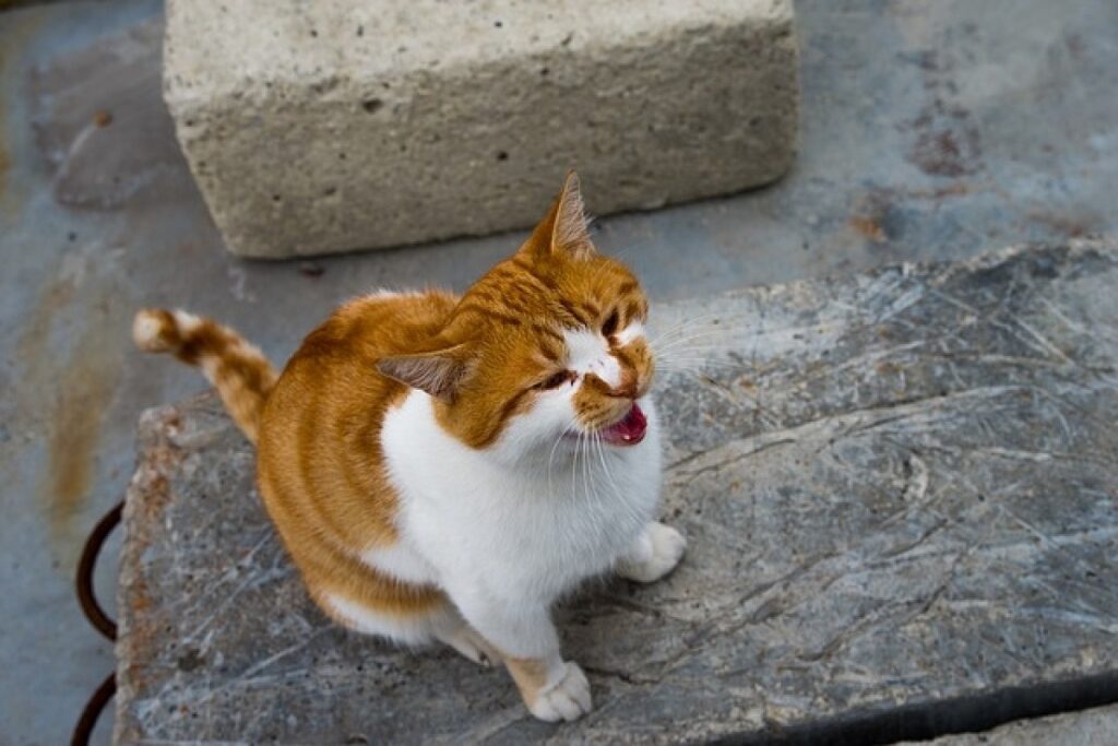 gatto bianco e rosso