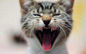 Linguaggio vocale del gatto: come conoscerlo e interpretarlo