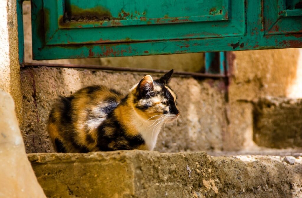 gatto porta blu si apre