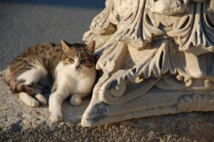 Lissone, colonia felina vandalizzata, i cittadini compiono un gesto solidale
