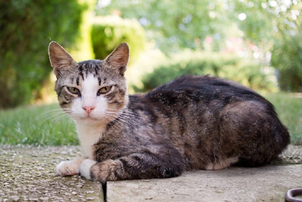 gatto muretto seduto